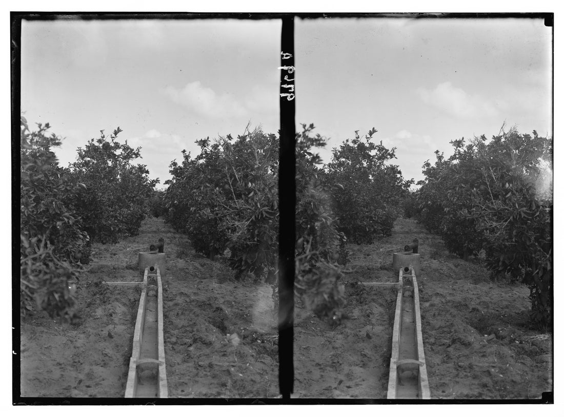 An Arab orange grove in Palestine photographed between 1934 and 1939, showing the earth channels used to irrigate the orange gardens