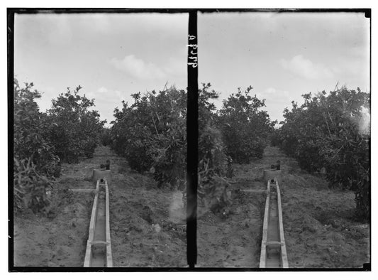 An Arab orange grove in Palestine photographed between 1934 and 1939, showing the earth channels used to irrigate the orange gardens