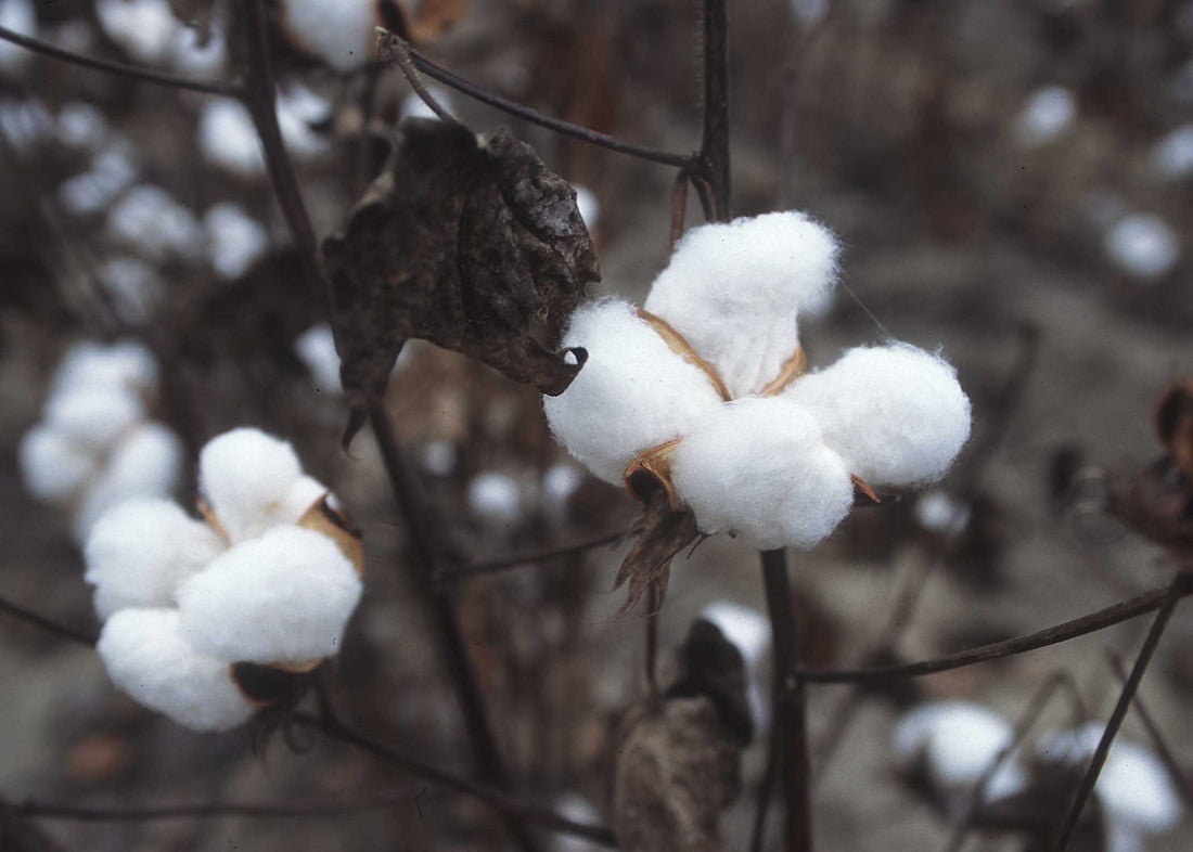 Cotton fields in historical Palestine — the agricultural root of Palestinian textile tradition