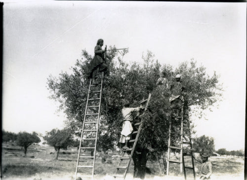 A Palestinian olive harvest photographed in 1930 by Khalil Raad, workers gathering olives in a traditional communal harvest in Mandate Palestine