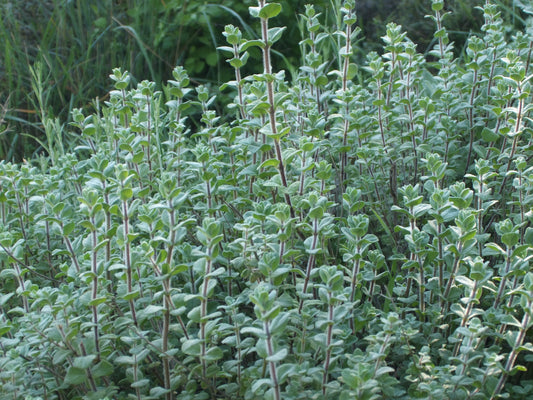 Wild za'atar plant (Origanum syriacum) growing among limestone rocks