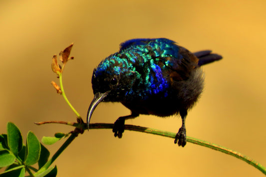 Palestinian Sunbird: Palestine's National Bird