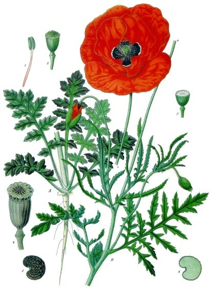 Botanical plate of the corn poppy (Papaver rhoeas), the red Palestinian poppy known in Arabic as khashkhash