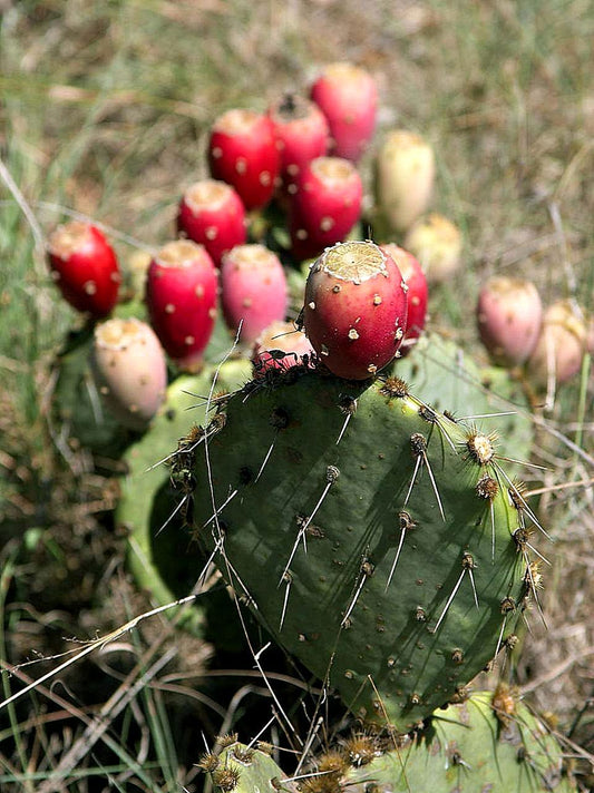 Sabbar (prickly pear cactus) — the Palestinian symbol of rootedness and endurance