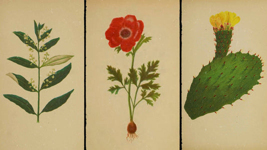 Discover FALASTIN’s heritage t-shirt collection inspired by 1876’s Wild Flowers of the Holy Land, with 100% of profits donated to United Palestinian Appeal.