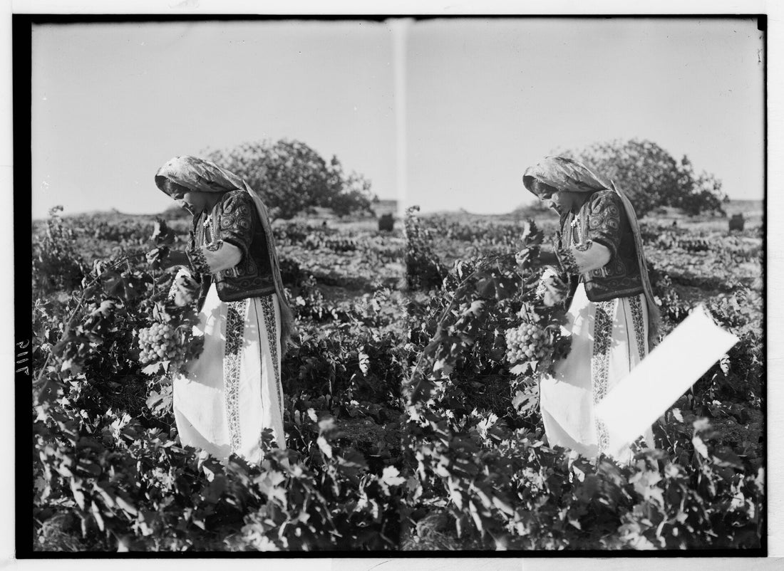 A woman in embroidered Palestinian dress picking grapes in a vineyard near Taybeh, Mandate Palestine, 1937