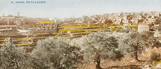 The Palestinian Olive Tree: A Symbol of Roots, Resilience, and Endurance - FALASTIN